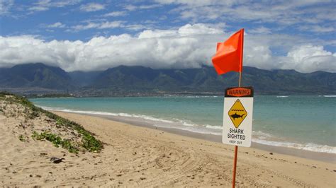 VÍdeo Ataque Mortal De Un Tiburón A Un Nadador En Hawaii