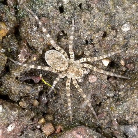 Wolf Spider Arctosa Littoralis Bugguide Net