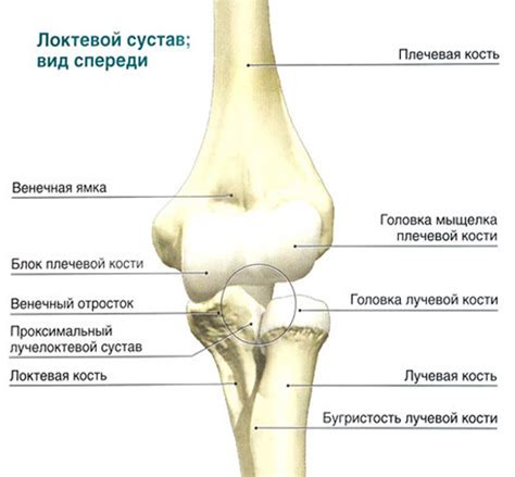 МРТ локтевого сустава в Москве. Томография локтя