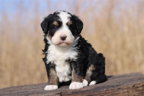 Bernedoodle Mini Tri Color Male