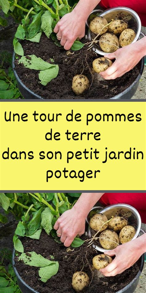 Une Tour De Pommes De Terre Dans Son Petit Jardin Potager En