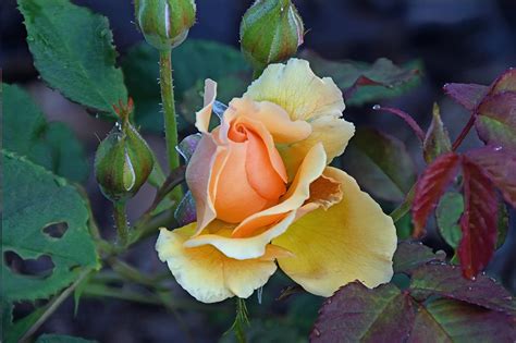 Rose orange Gérard Daviaud Flickr