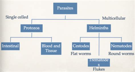 Lecture 4 Parasites Flashcards Quizlet