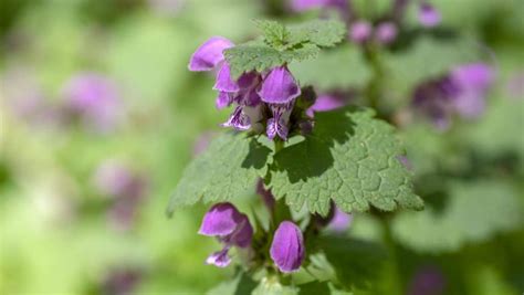 What Are The Most Common Weeds With Purple Flowers Pictures