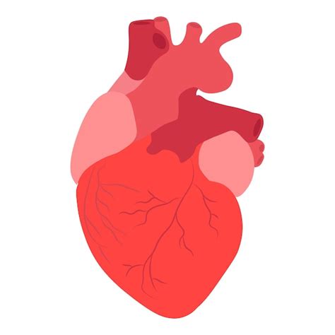 Premium Vector Human Heart Anatomy Vector Illustration