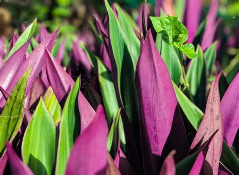 Plantas E Flores Roxas Para Cultivar Em Casa Casa E Jardim