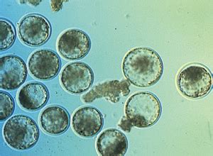 Le sex ratio chez les bovins mécanismes potentiels Le Point