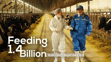 Feeding 14 Billion Inside Chinas Largest Dairy Farm Cgtn