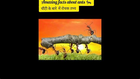 Amazing Facts About Ants 🦟🕷️ Amazing Facts Random Facts Mind Blowing Facts In Hindi