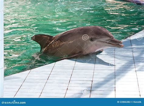 Dolphin In Pool Stock Photo Image Of Nosed Happiness 22866382