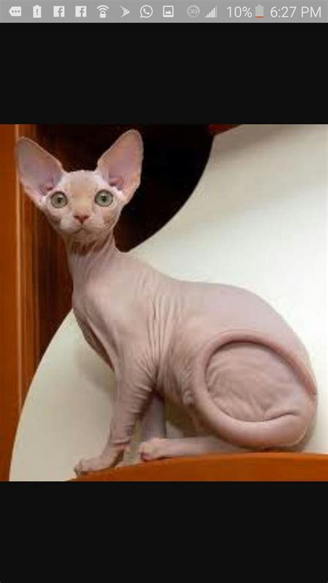 Sphynx Kittens Are Out Of This World Cute With Their Alien Faces And