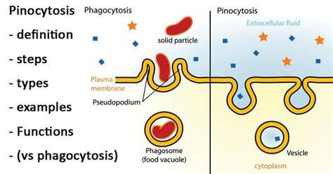 Pinocytosis Definition Steps Types Examples Vs Phagocytosis