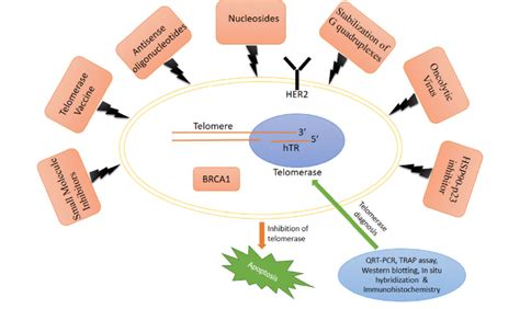 Schematic Representation Of Different Classes Of Telomerase Inhibitors