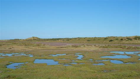 Saltmarsh Holkham National Nature Reserve North Norfolk