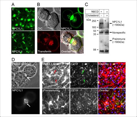 Cholesterol Regulated Translocation Of Npc1l1 To The Cell Surface Facilitates Free Cholesterol