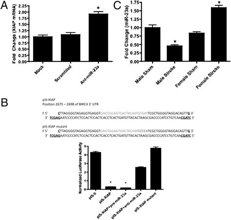 Mir 23a Regulation Of X Linked Inhibitor Of Apoptosis Xiap