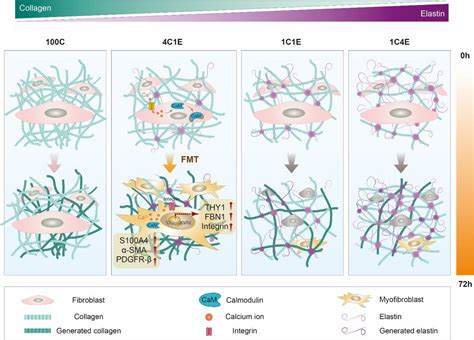 Time Sequential Fibroblast To Myofibroblast Transition In Elastin