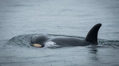 Watch: Orca Kills and Eats Great White Shark on Its Own, Stunning ...