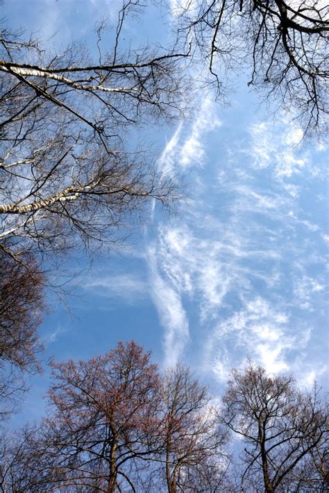 Free Images Tree Nature Forest Branch Snow Winter Cloud Sky