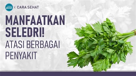 Cara Membuat Rebusan Seledri Untuk Atasi Hipertensi Dan Asam Urat