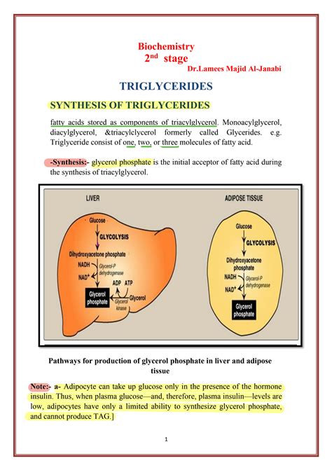 Solution Summary Of Triglyceride Metabolism Studypool