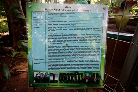 Foto Pelestarian Bunga Bangkai Amorphophallus Titanum Di Arboretum