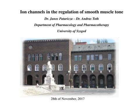 Ppt Ion Channels In Smooth Muscle Tone Regulation Powerpoint