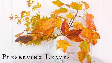 How To Preserve Fall Leaves With Glycerin YouTube