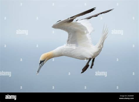 Northern Gannet Morus Bassanus An Adult Plumaged Bird In Flight In The