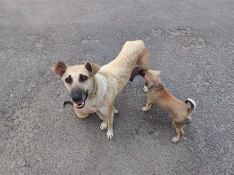 Perro Callejero Alimentando A Sus Cachorros Foto De Archivo Imagen De