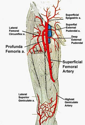 Superficial Femoral Artery Anatomy