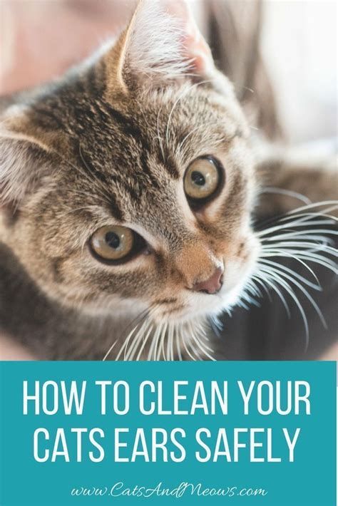 How to Clean Your Cats Ears Safely - Cats and Meows | Cat training, Cat ...