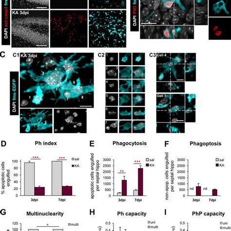 Microglial Phagocytosis Impairment Is Unrelated To Monocytes A CD45