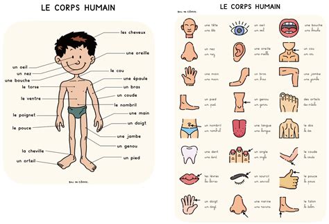 Lexique Séquence autour du corps humain Bac de classe
