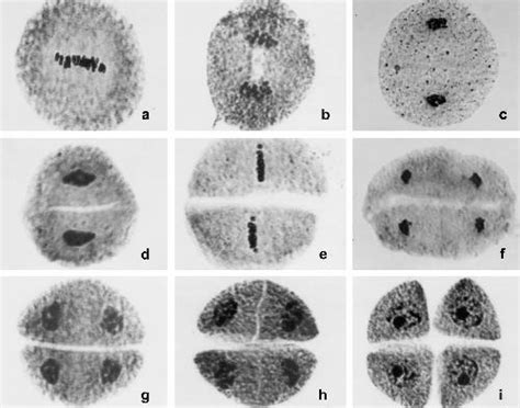 Category Meiosis Hulses Class