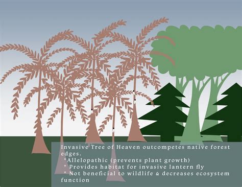 Investigating Invasive Species A Basic Review Capital Trees