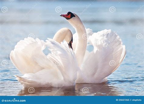 Couple Of Swans Dancing Stock Image Image Of Animals 25657265