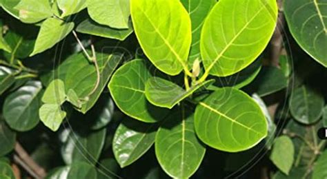 Fresh Jackfruit Leaves - Artocarpus heterophyllus /Jackfruit tree leaves - 50 fresh leaves ...