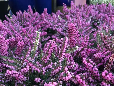 12 Popular Evergreen Plants for a Balcony Garden - Mini Garden Spaces