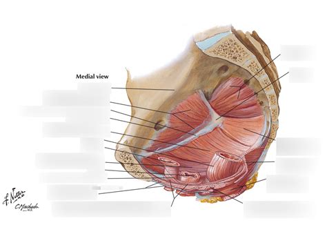 Female Pelvic Diaphragm Medial View Diagram Quizlet