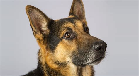 German Shepherd (GSD) Dog Breed Information - American Kennel Club