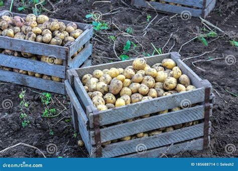 Agriculture And Farming Concept Fresh Organic Potatoes In The Field