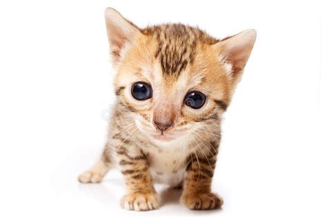 Bengal Cat Red Kitten stock image. Image of kitten, animal - 134520847