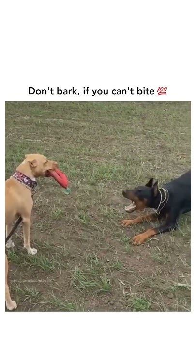 😏 Dont Bark If You Cant Bite Youtube