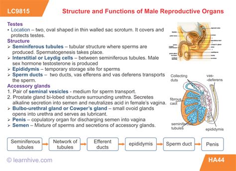 Learnhive Icse Grade 10 Biology Human Anatomy And Physiology