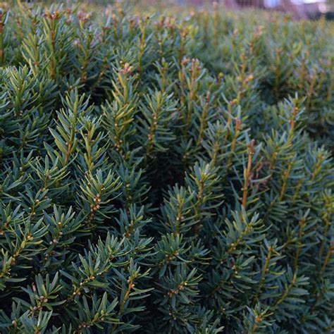 Cis pośredni ‘Hicksii’ – Szkółka Roślin Ozdobnych Niemczyk