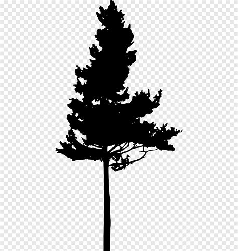 Silhouette Eastern White Pine Pinus Nigra Tree Silhouette Animals