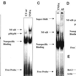 Nuclear Nf B Dna Binding Activity And Bcl Expression In Ly Ar And