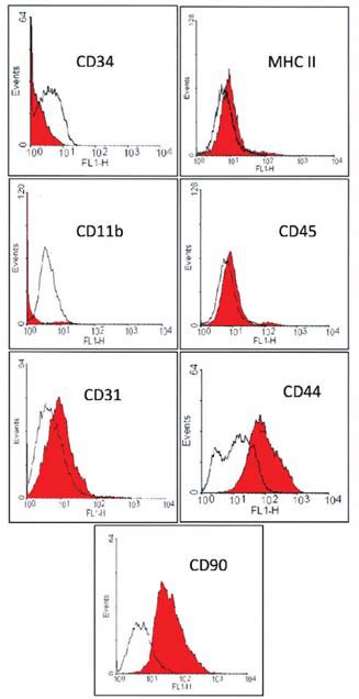 Flow Cytometric Analysis Of Some Surface Antigens In Murine Amniotic