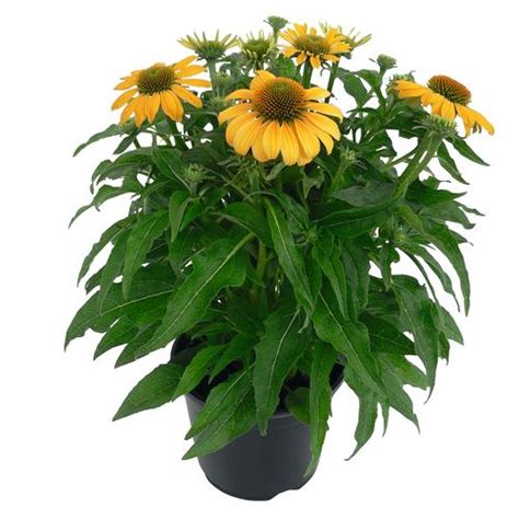 Coneflower Echinacea Purpurea Pollynation™ Yellow From Growing Colors